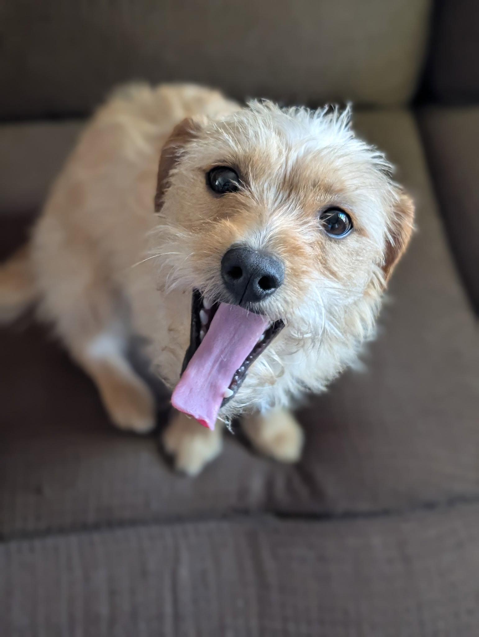 TOPANGA, Adopted, Young Female Yorkshire Terrier & Dachshund.
