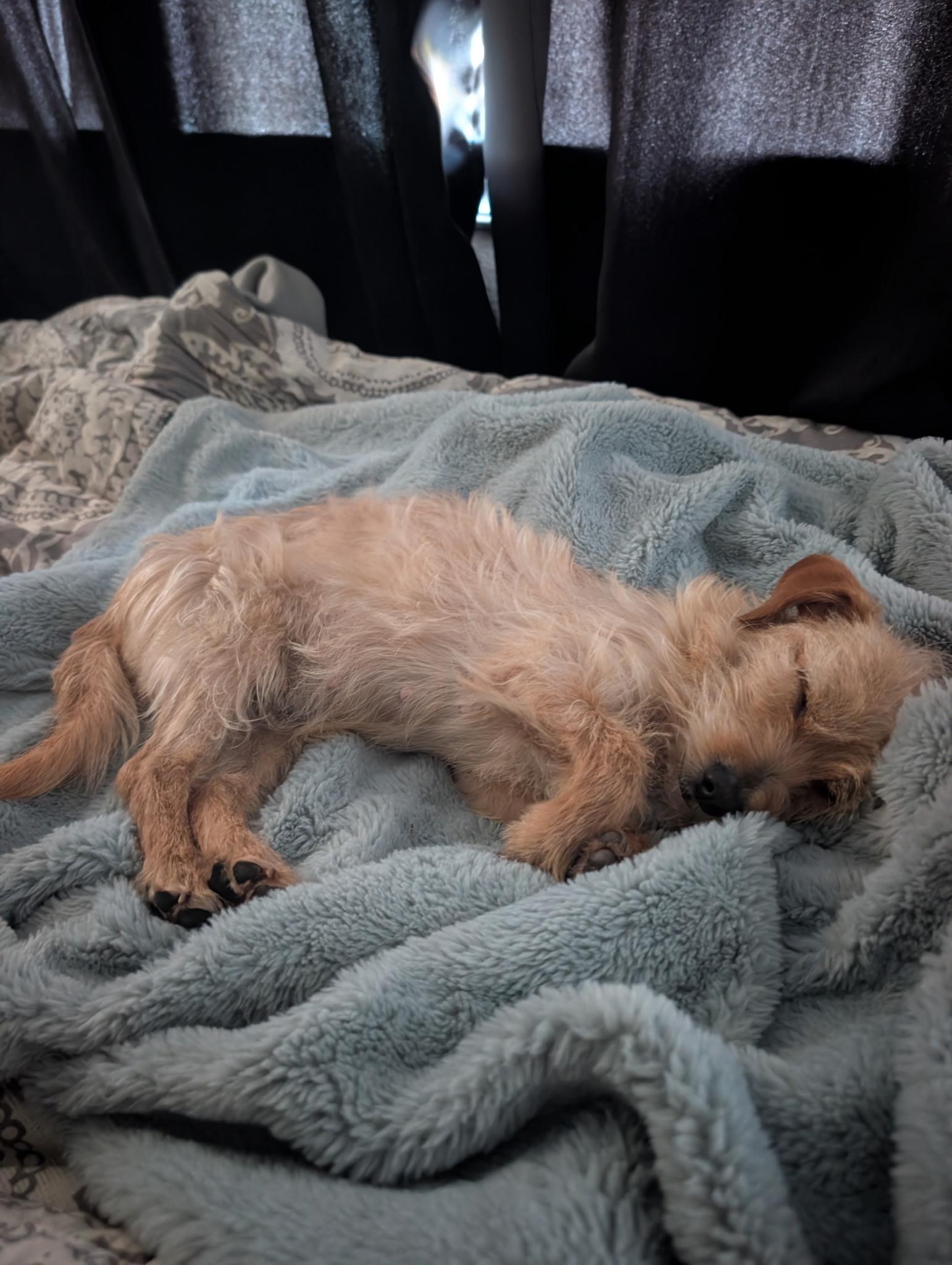 Enlarge TOPANGA, a Adopted mixed breed in Agoura Hills, CA image 2/3