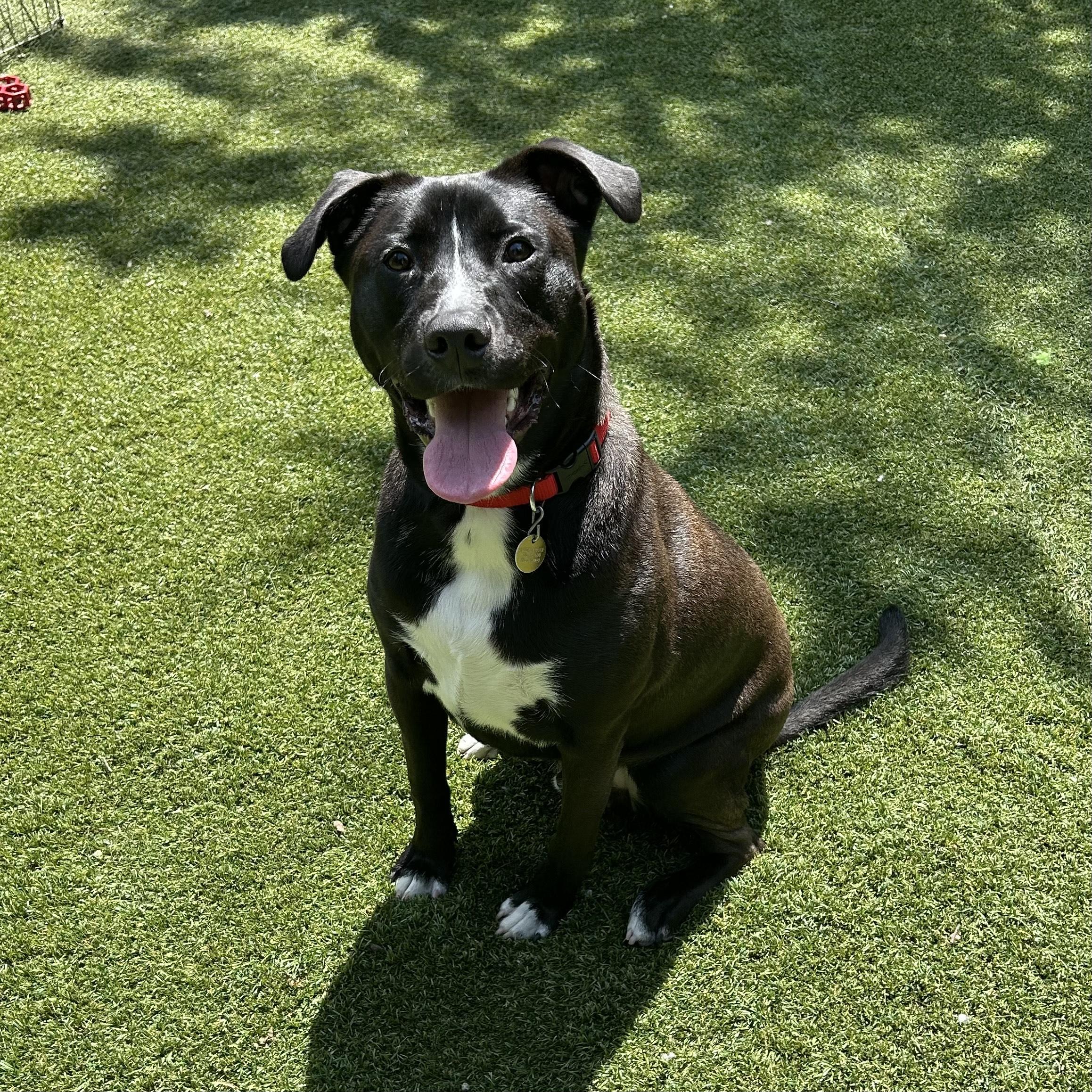 Enlarge Kai, a Adoptable mixed breed in Huntington, NY image 1/1