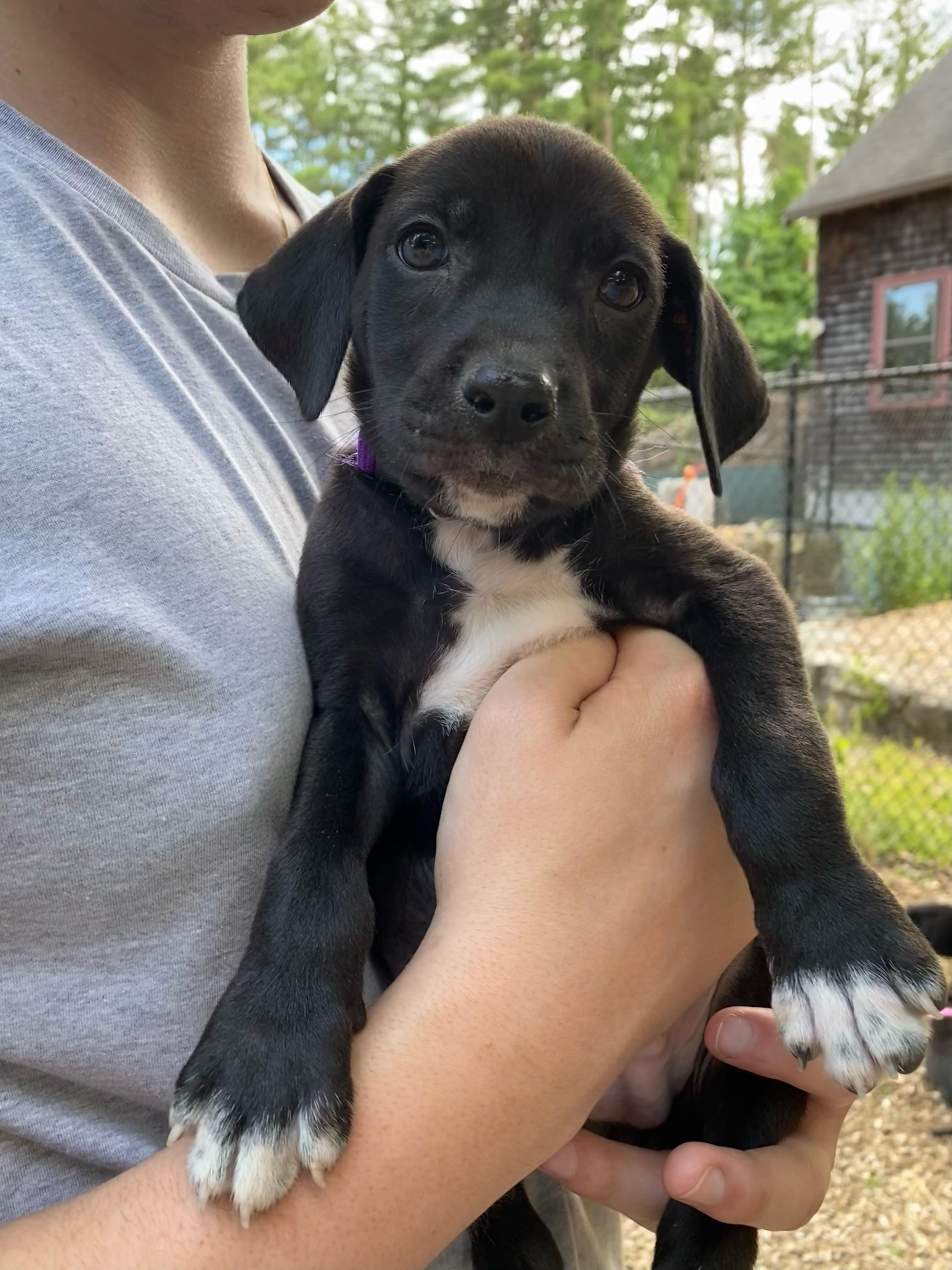 Enlarge Milo, Monty, Morgan, Midnight, Murphy, and Max, a ADOPTABLE mixed breed in Sudbury, MA image 5/6