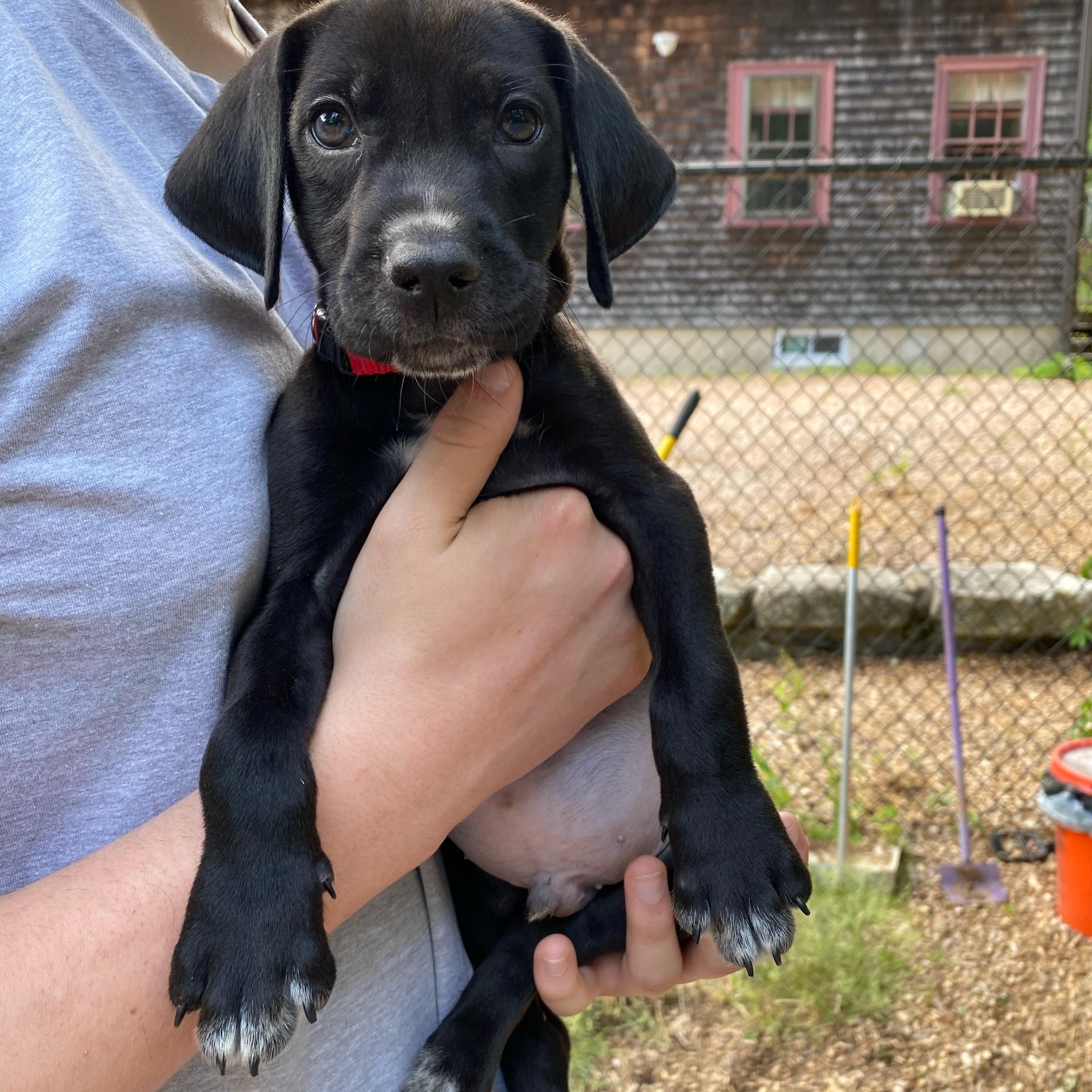 Enlarge Milo, Monty, Morgan, Midnight, Murphy, and Max, a ADOPTABLE mixed breed in Sudbury, MA image 3/6