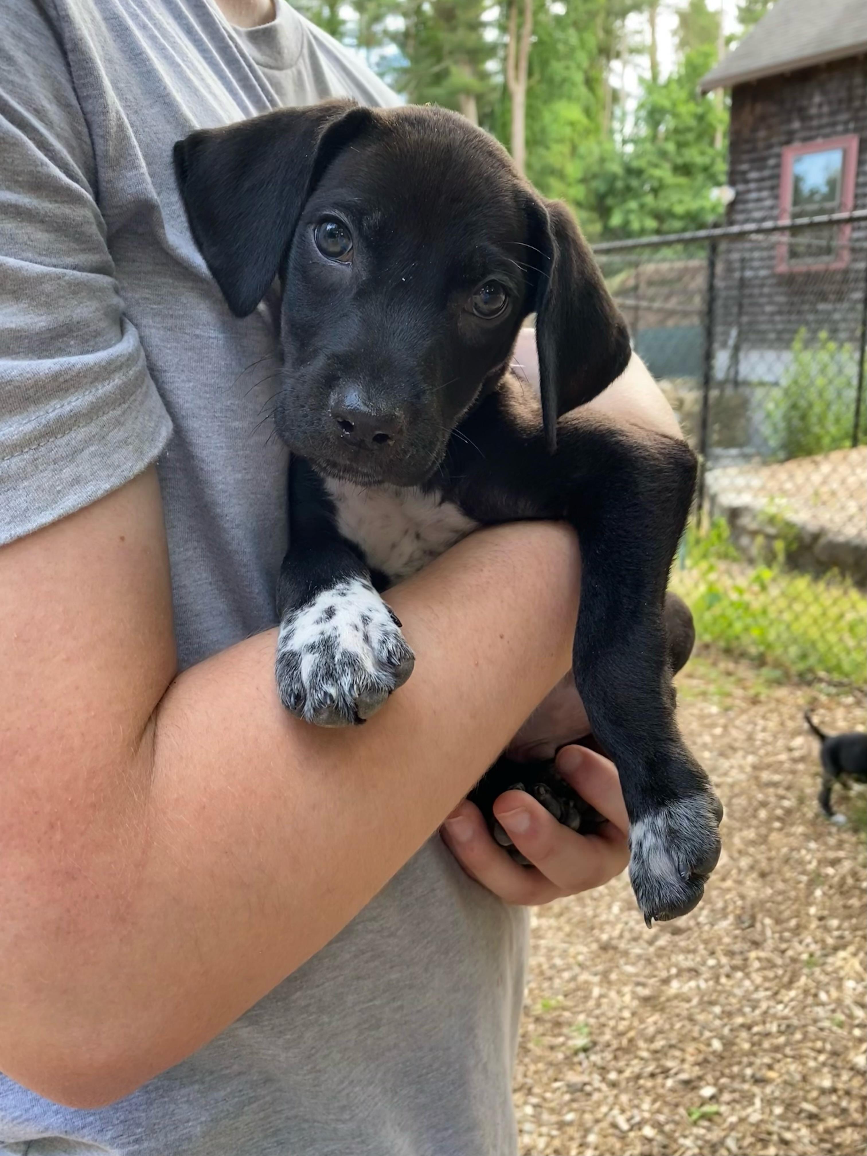 Enlarge Milo, Monty, Morgan, Midnight, Murphy, and Max, a ADOPTABLE mixed breed in Sudbury, MA image 4/6