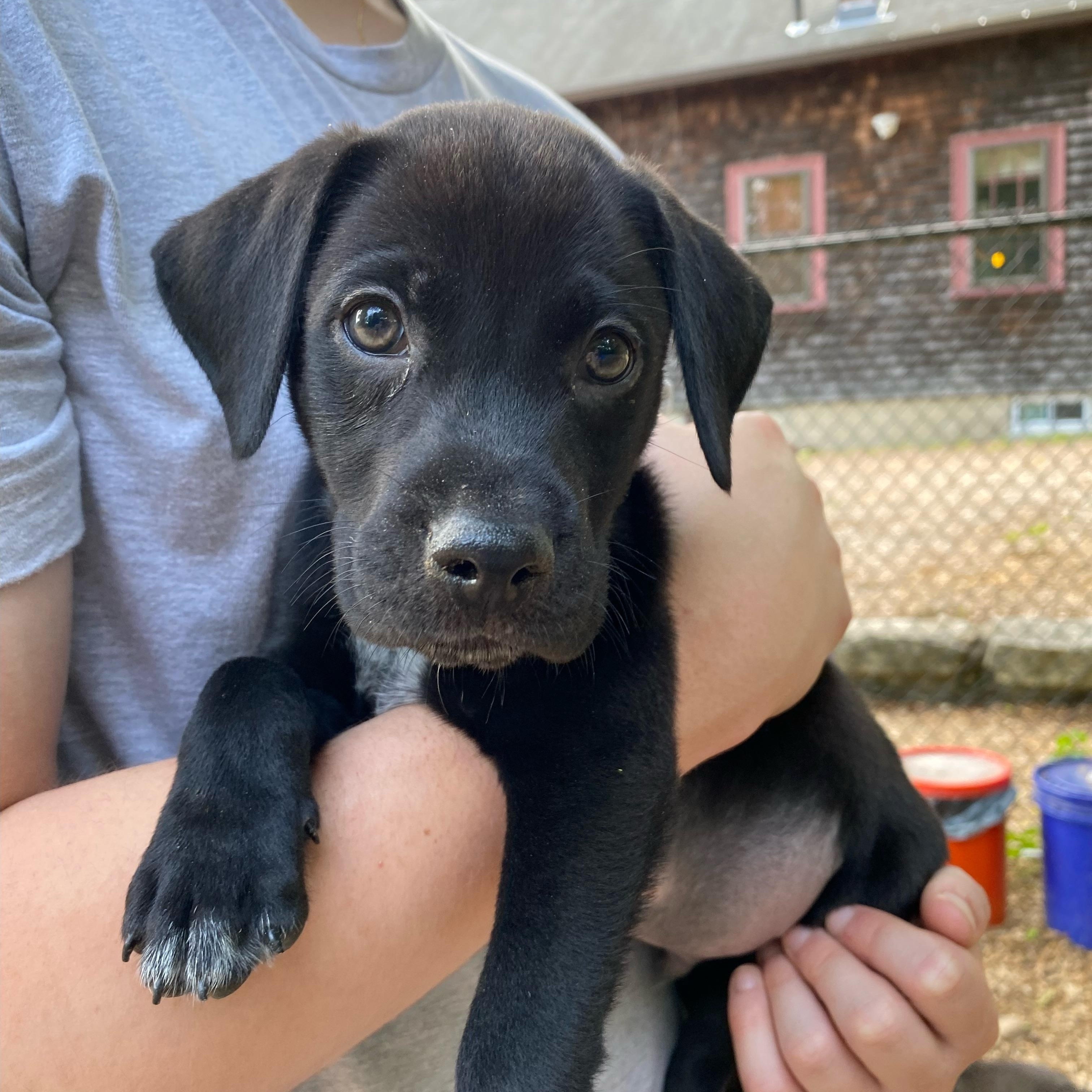 Enlarge Milo, Monty, Morgan, Midnight, Murphy, and Max, a ADOPTABLE mixed breed in Sudbury, MA image 1/6