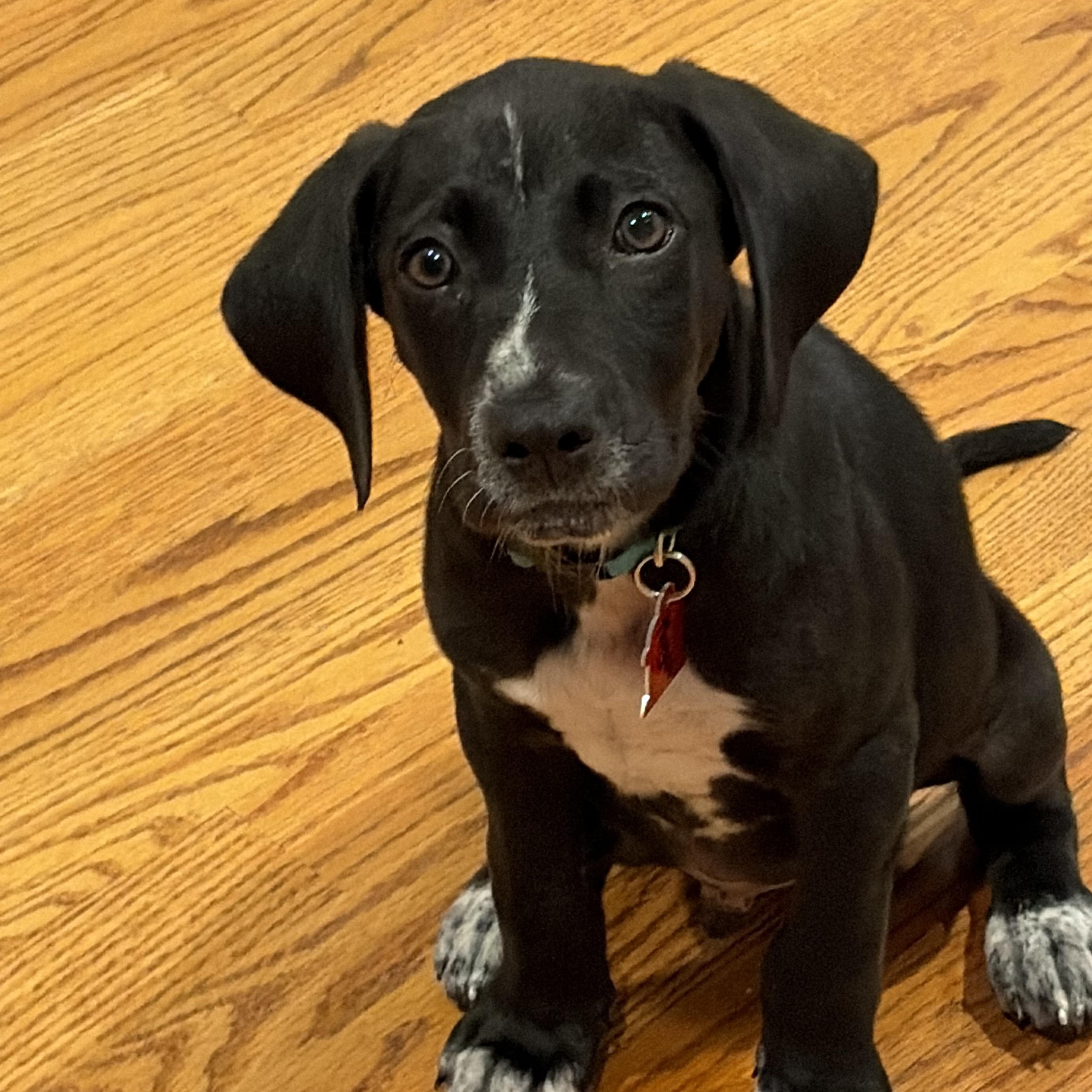 Enlarge Milo, Monty, Morgan, Midnight, Murphy, and Max, a ADOPTABLE mixed breed in Sudbury, MA image 6/6