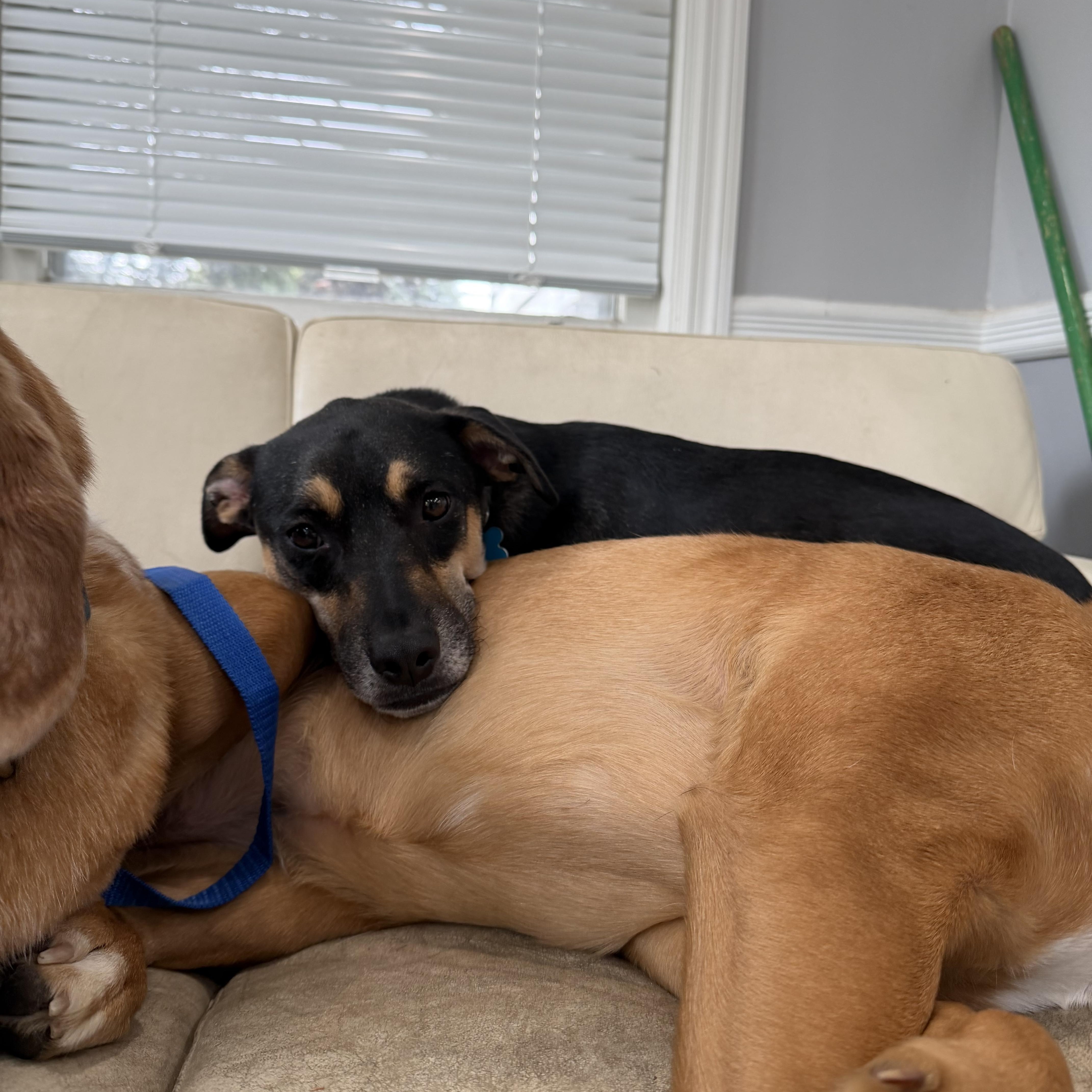 Odie thumbnail 5
