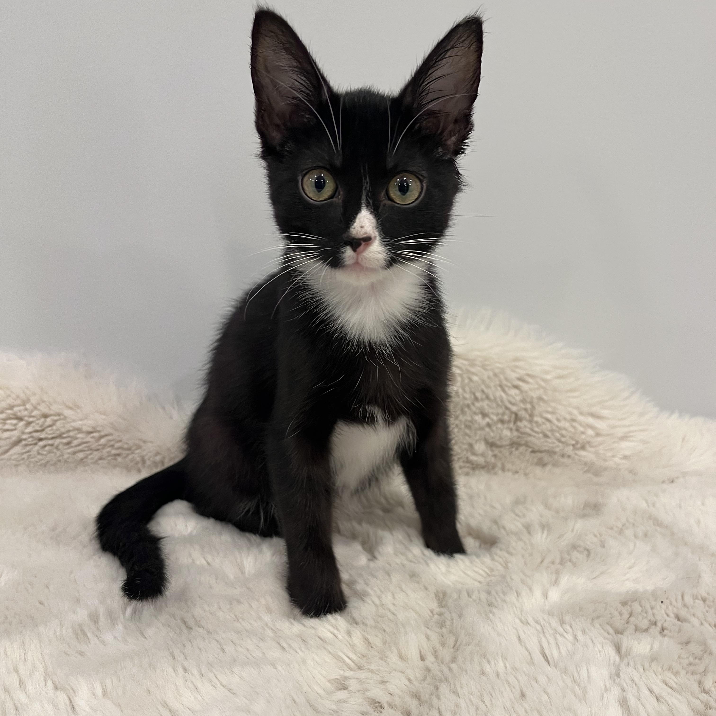 Haku, an adopted Domestic Short Hair in Chicago, IL image 2/3