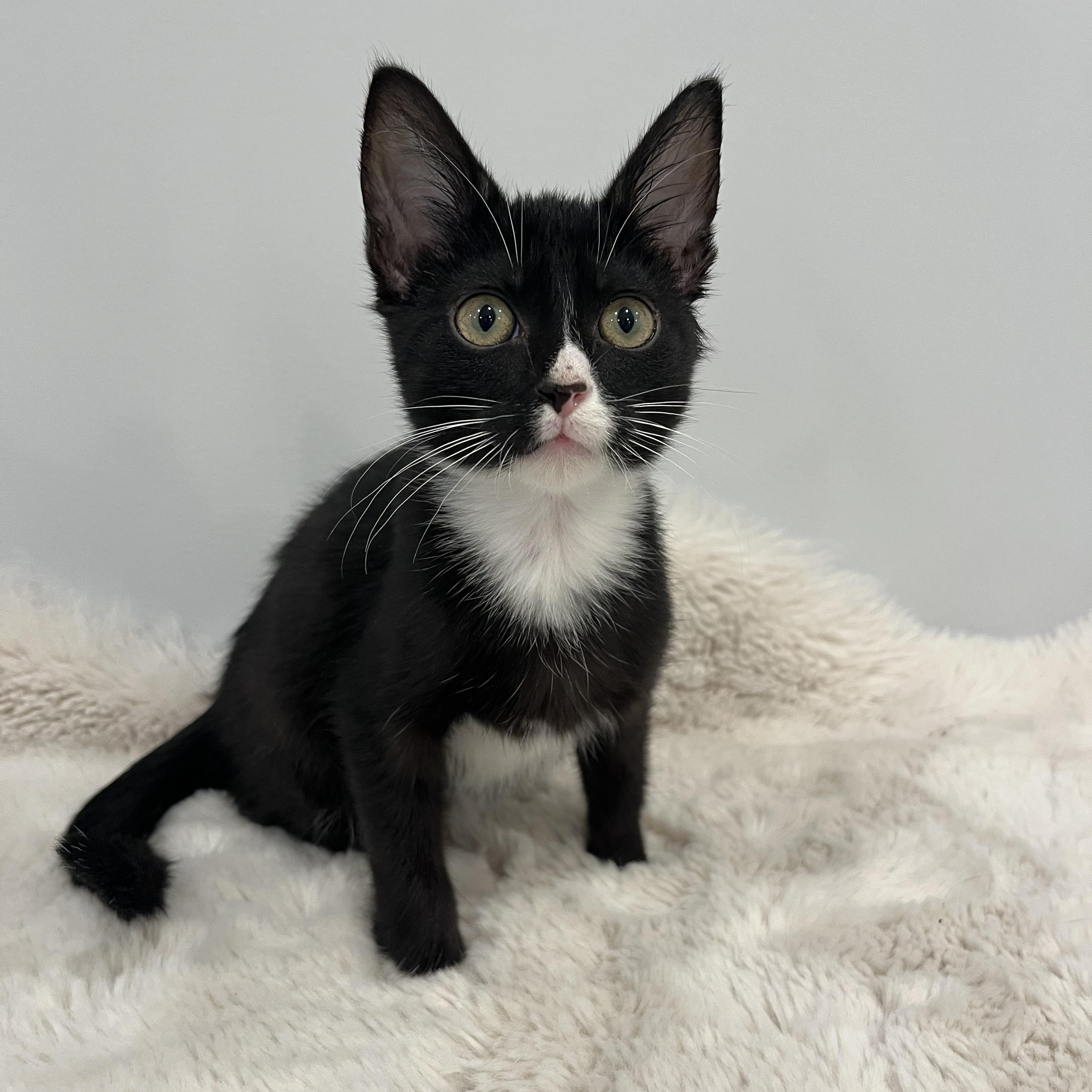 Haku, an adopted Domestic Short Hair in Chicago, IL image 3/3