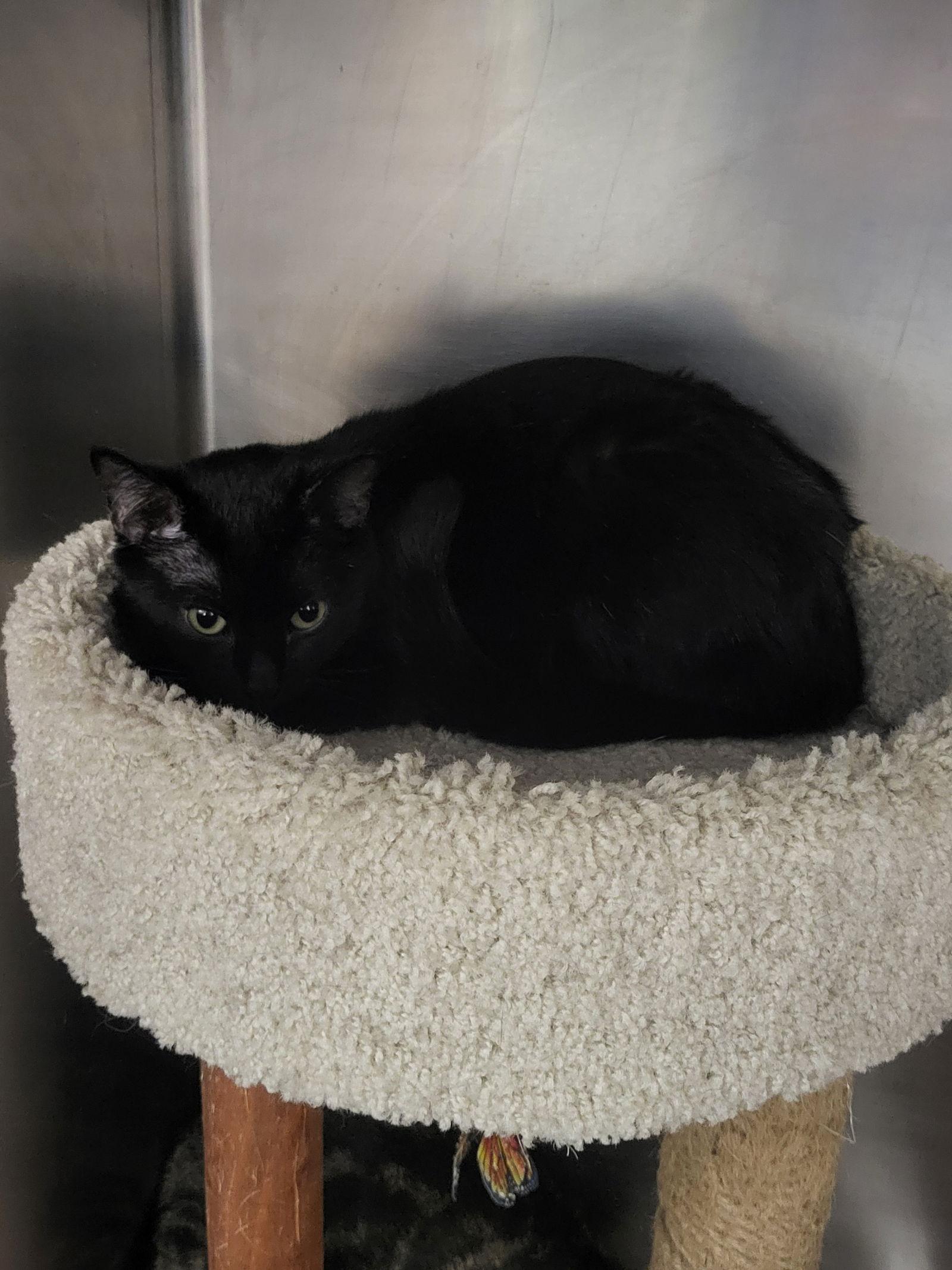 Vienna, Adoptable, Young Female Domestic Short Hair.