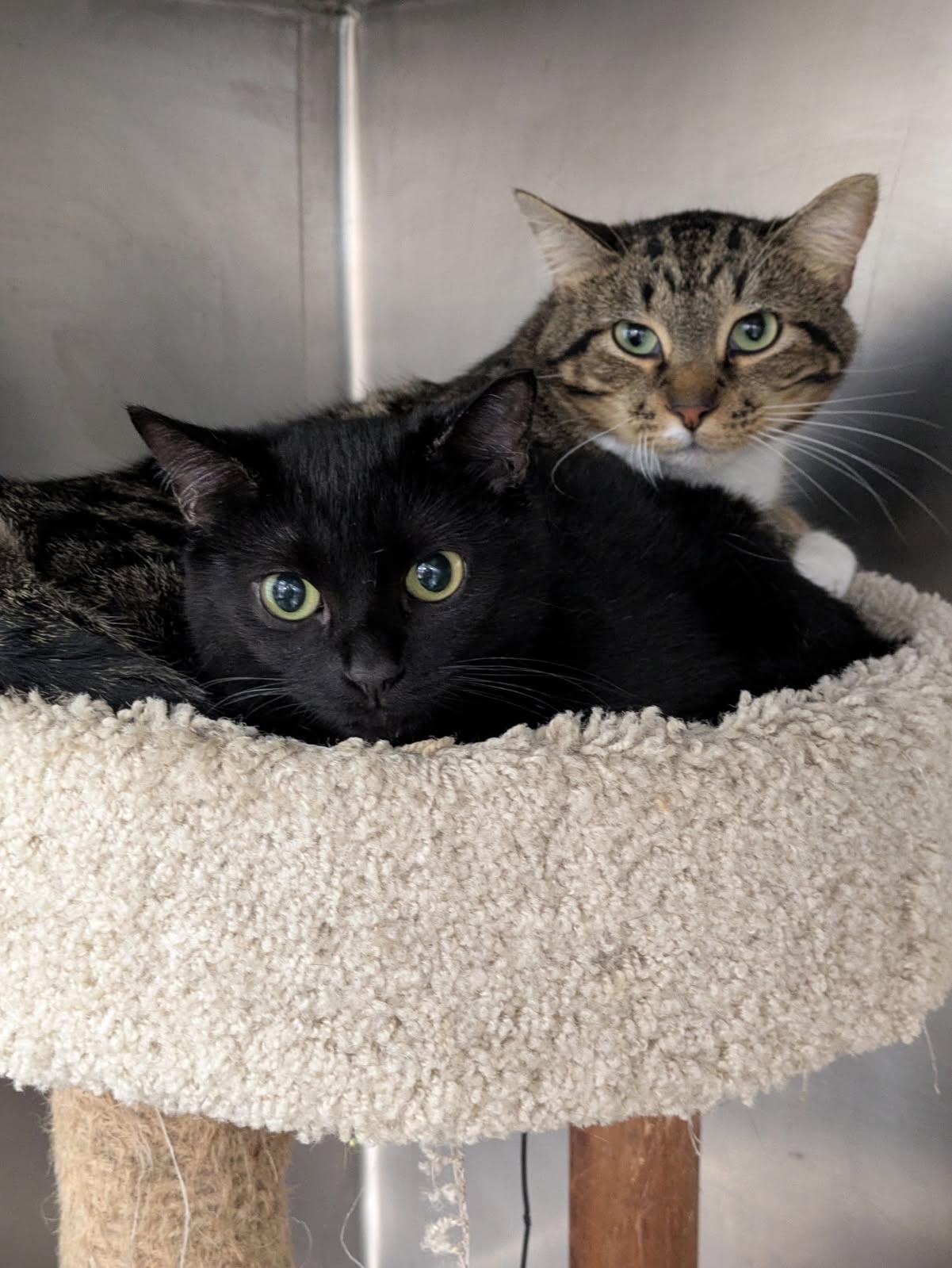 Enlarge Vienna, a Adoptable Domestic Short Hair in Island Lake, IL image 2/2