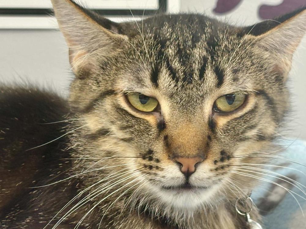 Enlarge David, a Adoptable mixed breed in Plymouth, MN image 1/3