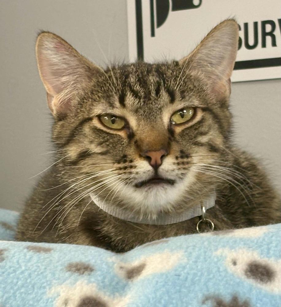 Enlarge David, a Adoptable mixed breed in Plymouth, MN image 3/3
