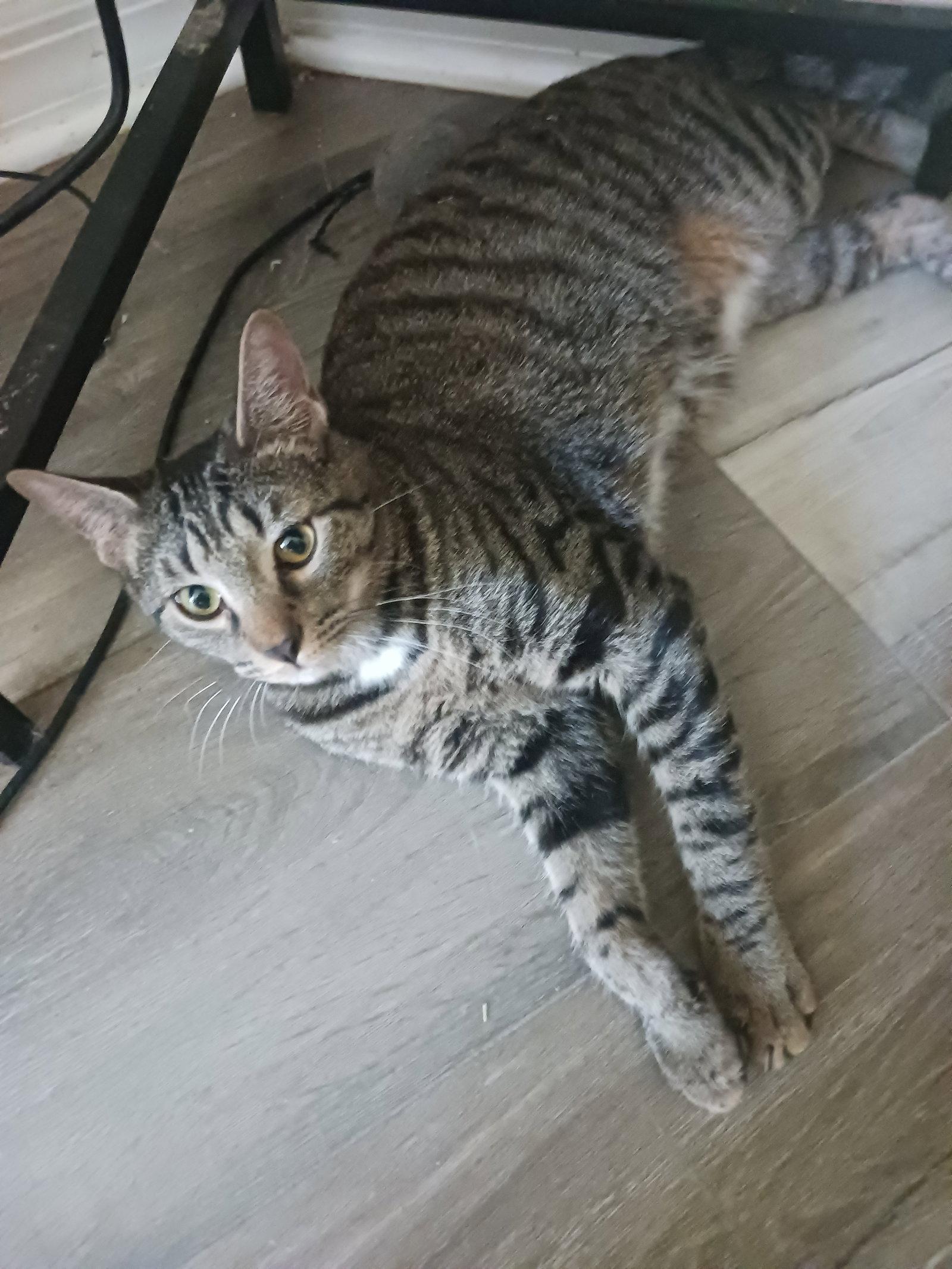 Jasper (3073) Adopted, Adopted, Young Male Domestic Short Hair.