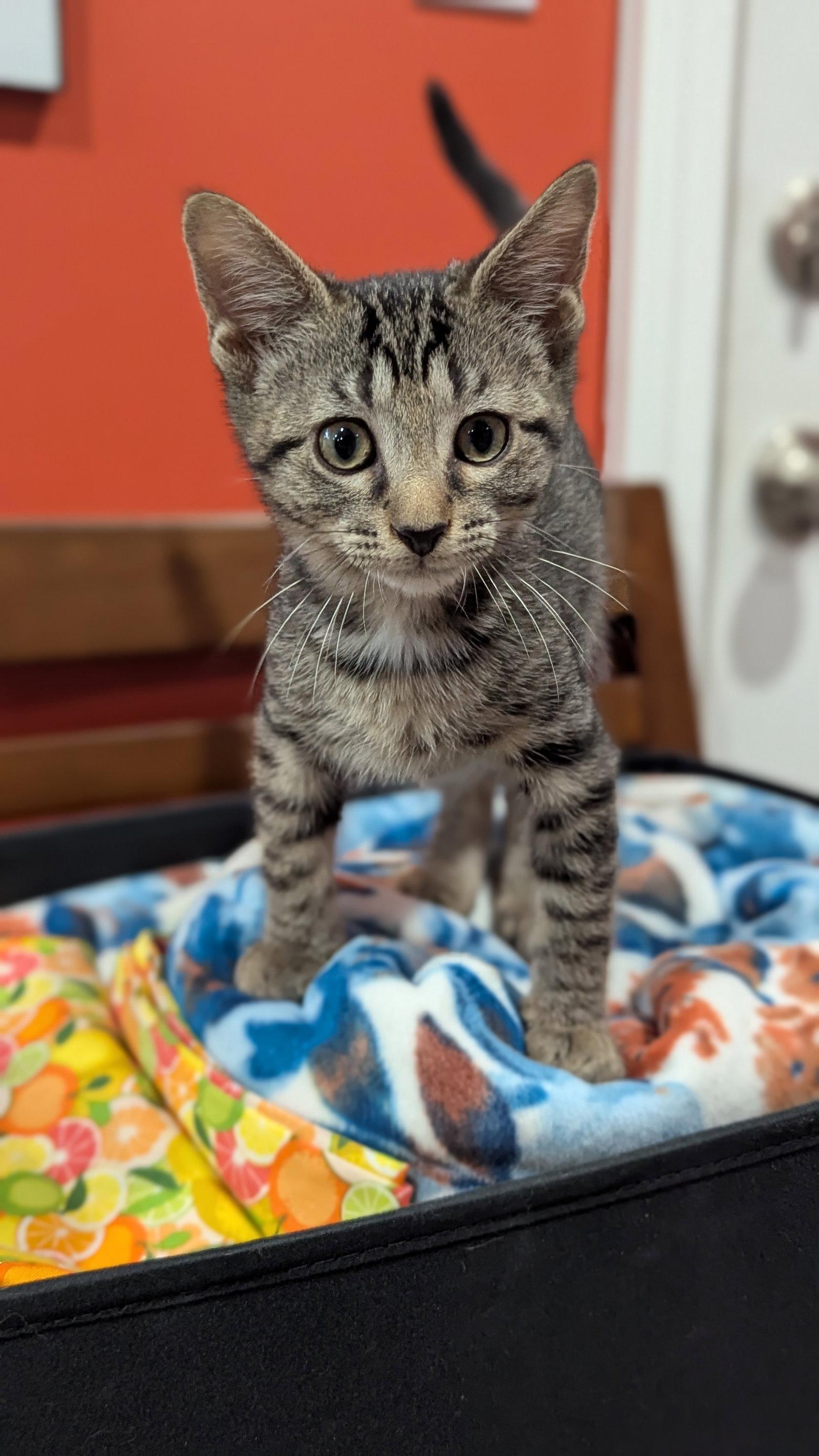 Jasper (3073) Adopted, a Adopted Domestic Short Hair in Wesley Chapel, FL image 2/3