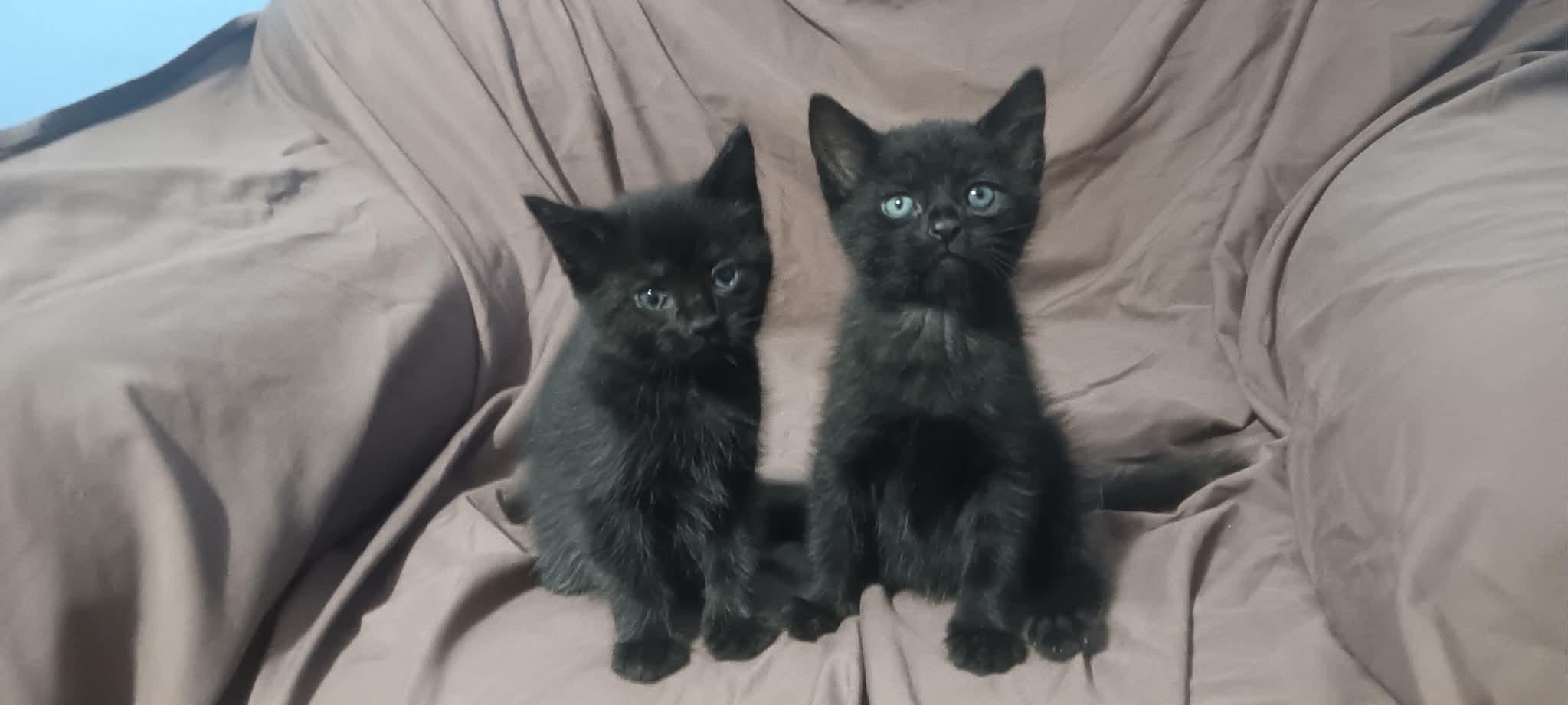 Black babies, Adoptable, Kitten Female Domestic Short Hair.