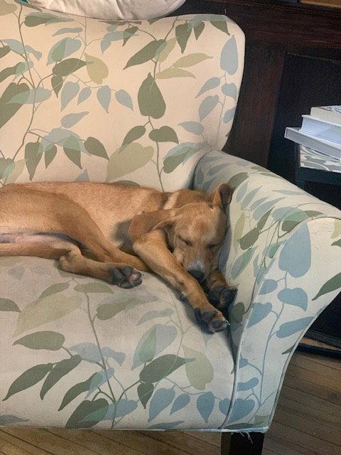 Moses, Adoptable, Adult Male Labrador Retriever.