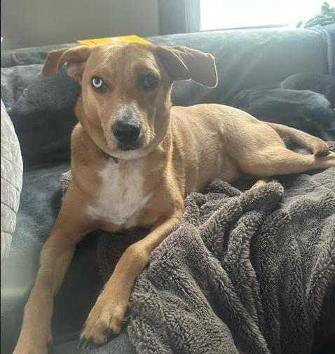 Moses, a Adoptable Labrador Retriever in Brooklyn Center, MN image 2/3