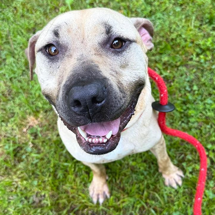 Enlarge Samwise, a Adoptable Mixed Breed in Chattanooga, TN image 1/5