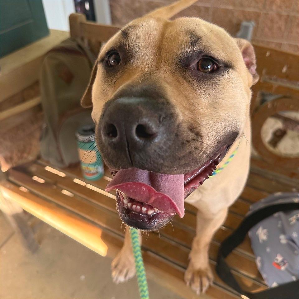 Enlarge Samwise, a Adoptable Mixed Breed in Chattanooga, TN image 1/6