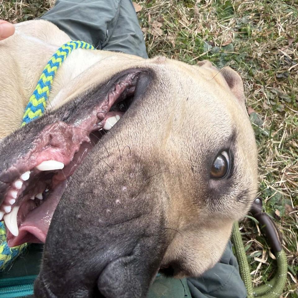 Enlarge Samwise, a Adoptable Mixed Breed in Chattanooga, TN image 2/6
