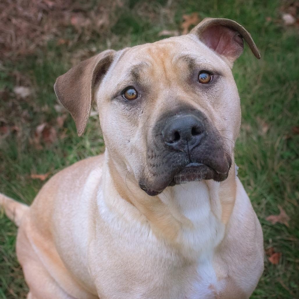 Samwise — thumbnail 3