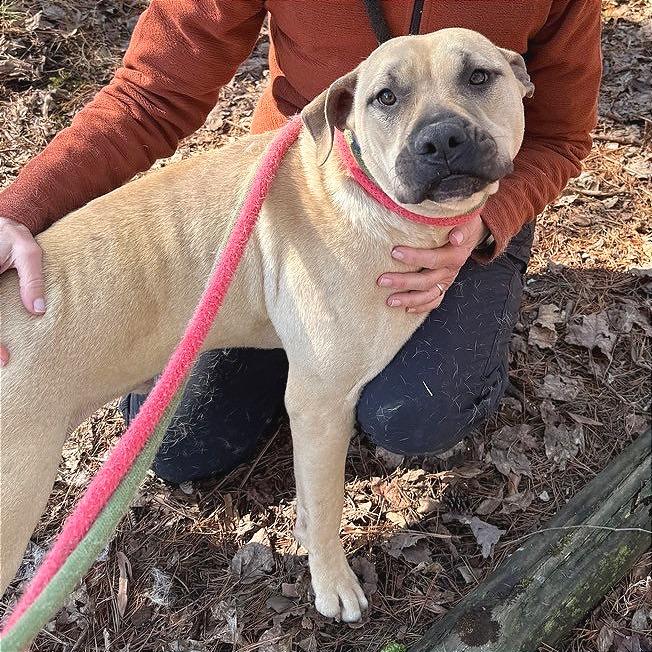 Enlarge Samwise, a Adoptable Mixed Breed in Chattanooga, TN image 3/6