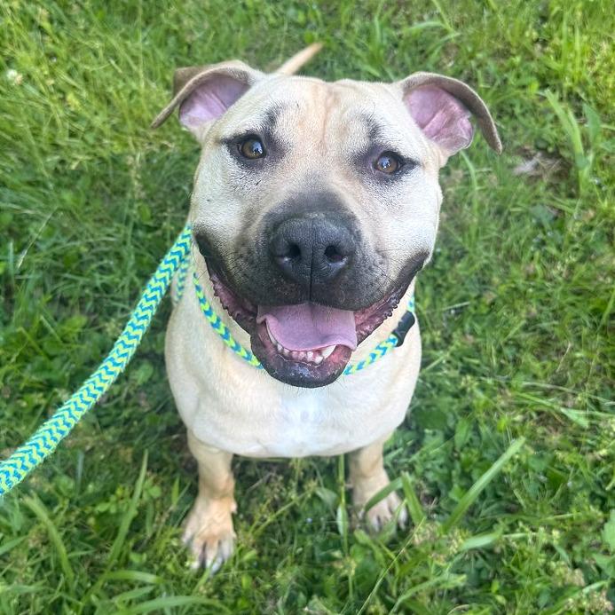 Enlarge Samwise, a Adoptable Mixed Breed in Chattanooga, TN image 4/6