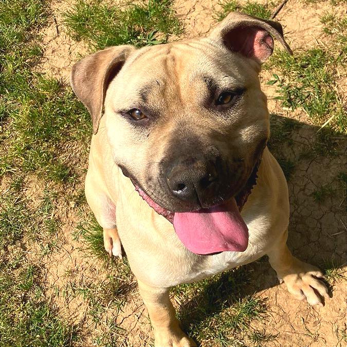 Enlarge Samwise, a Adoptable Mixed Breed in Chattanooga, TN image 5/6
