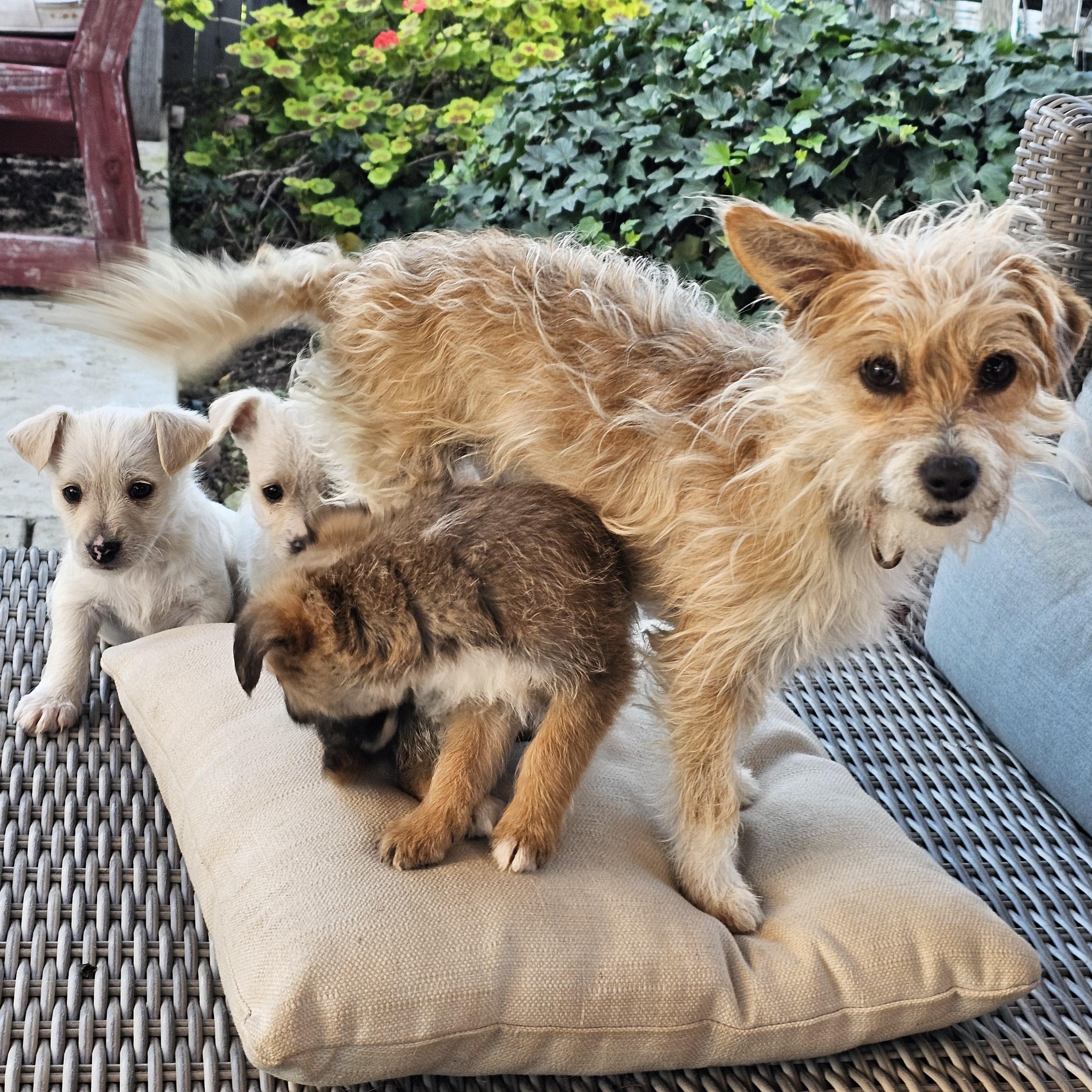 Enlarge Nikolai, a Adoptable mixed breed in Salinas, CA image 4/5