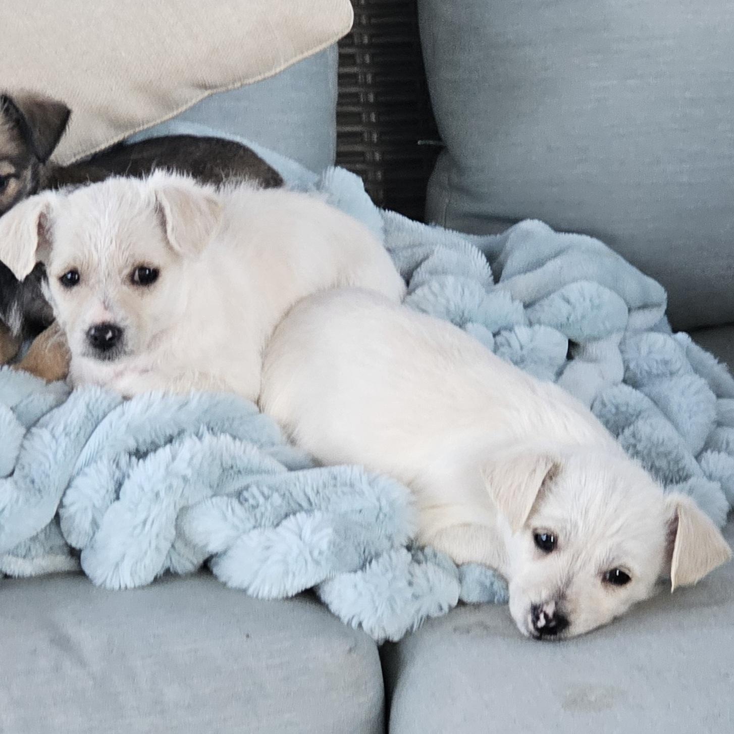 Enlarge Nikolai, a Adoptable mixed breed in Salinas, CA image 5/5