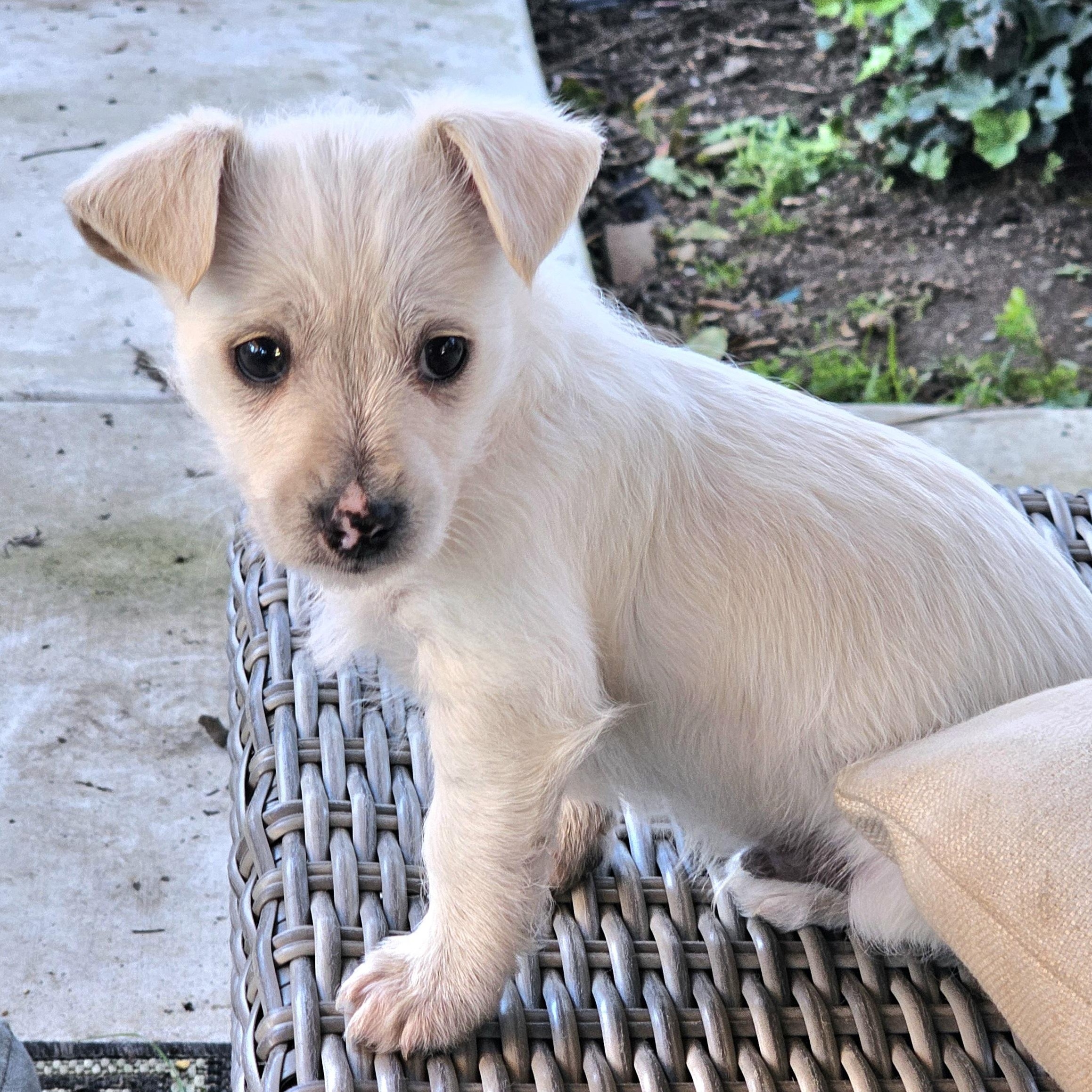 Nikolai, Adoptable, Puppy Male Terrier & Poodle.