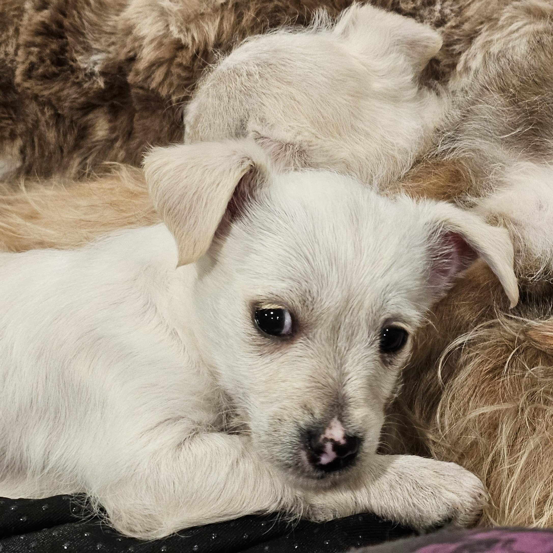 Enlarge Nikolai, a Adoptable mixed breed in Salinas, CA image 2/5