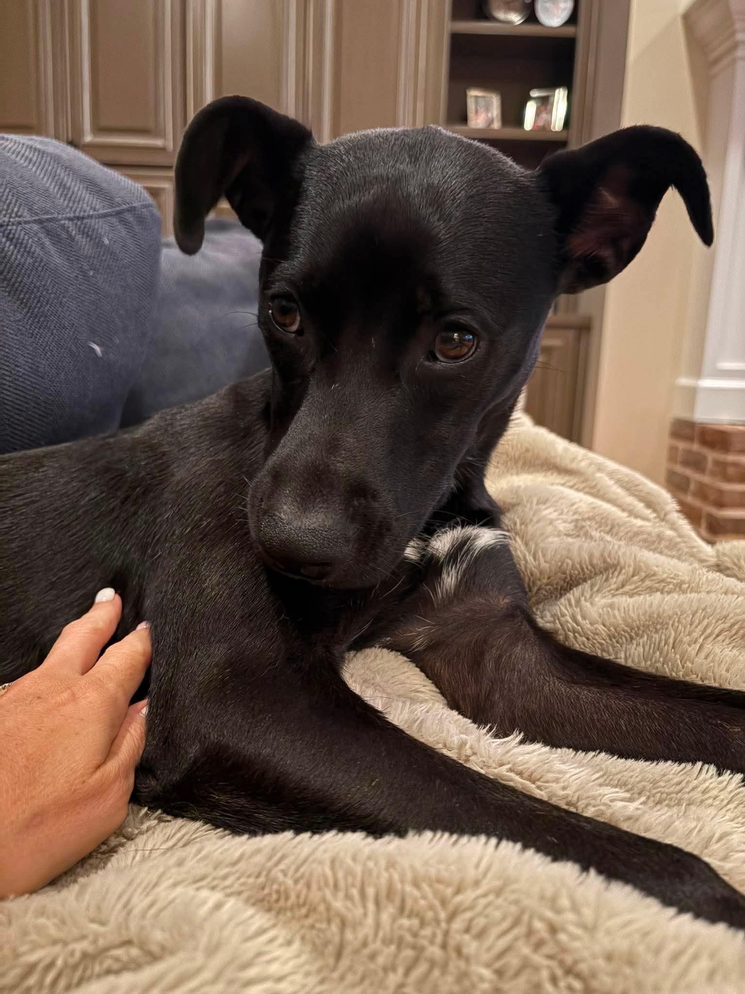 Poppy, an adopted mixed breed in Wando, SC image 2/5