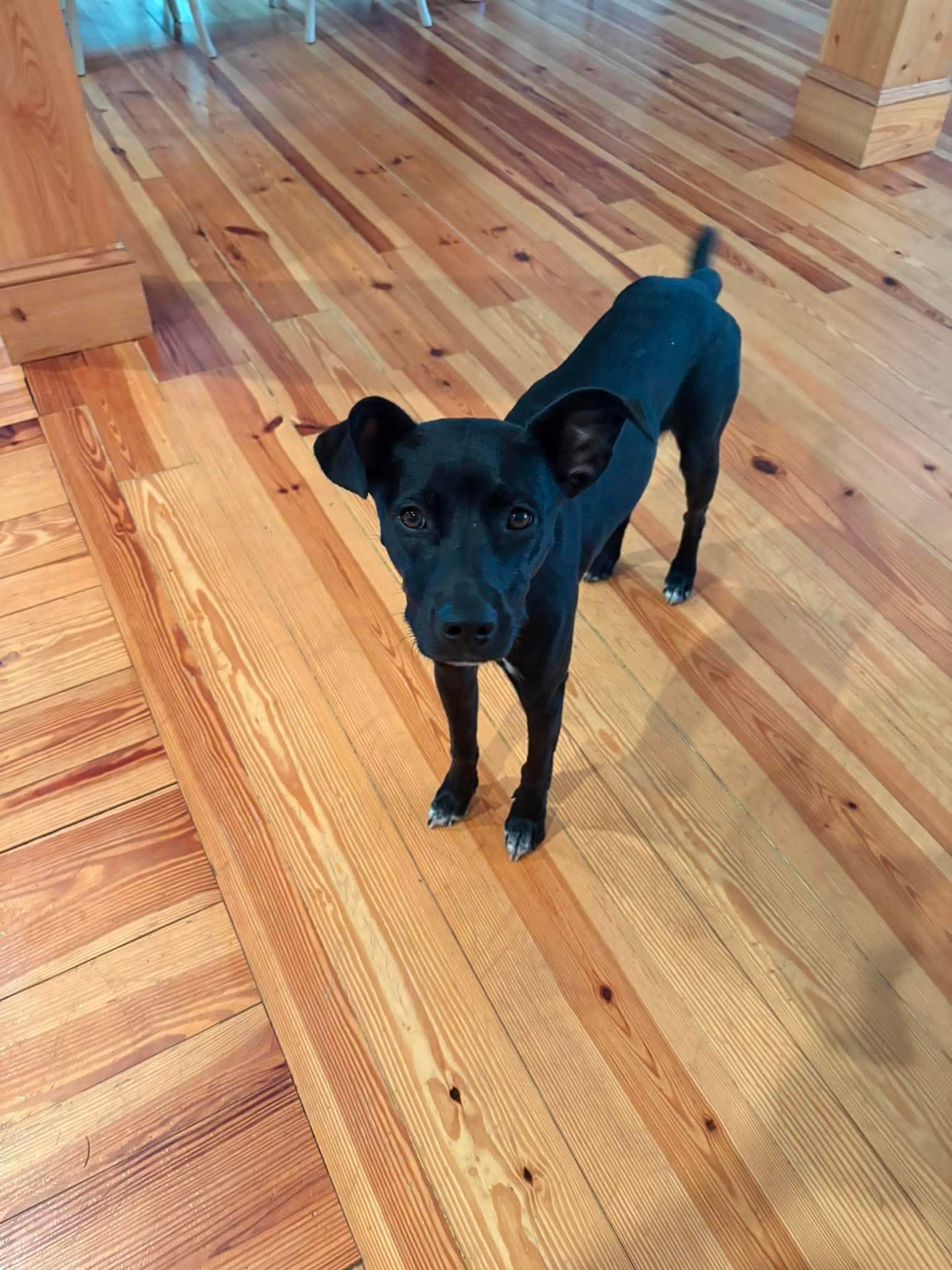 Poppy, an adopted mixed breed in Wando, SC image 3/5