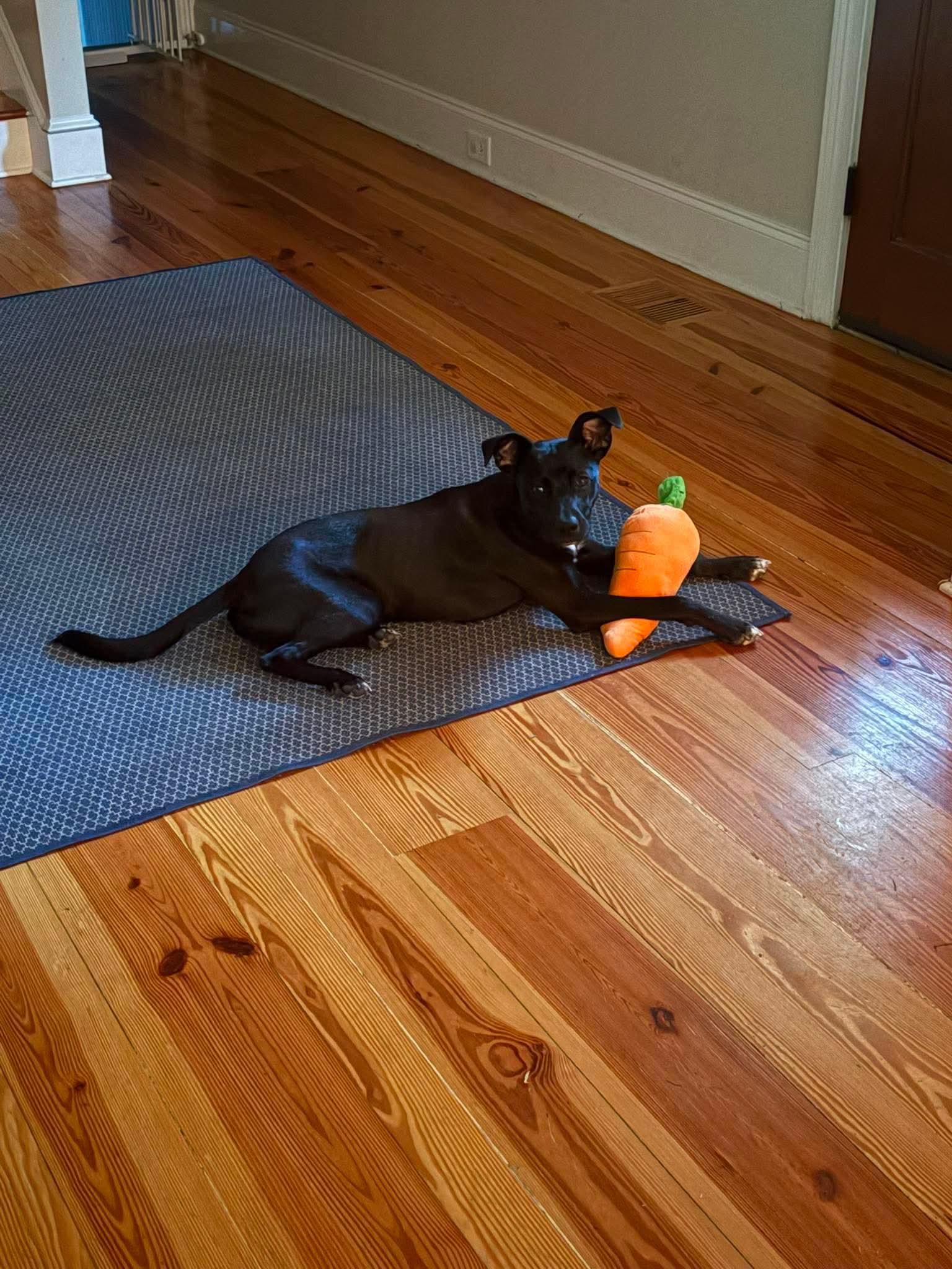 Poppy, an adopted mixed breed in Wando, SC image 5/5