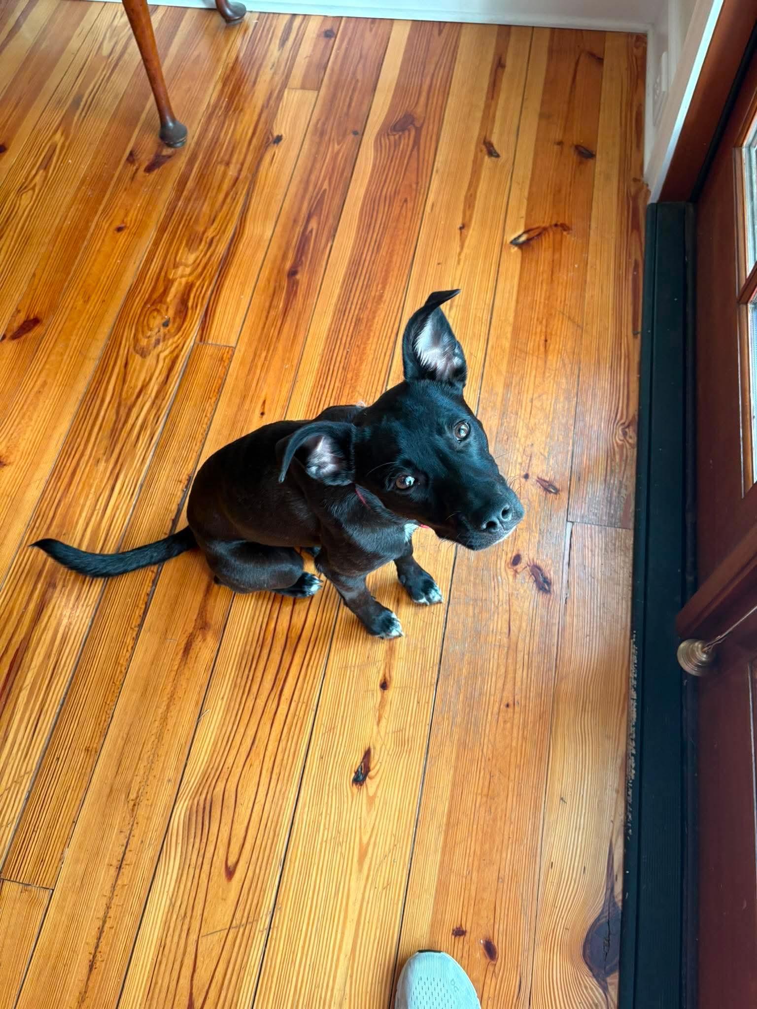 Poppy, an adopted mixed breed in Wando, SC image 1/5