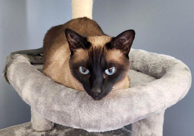 NAY NAY, Adoptable, Adult Female Siamese.