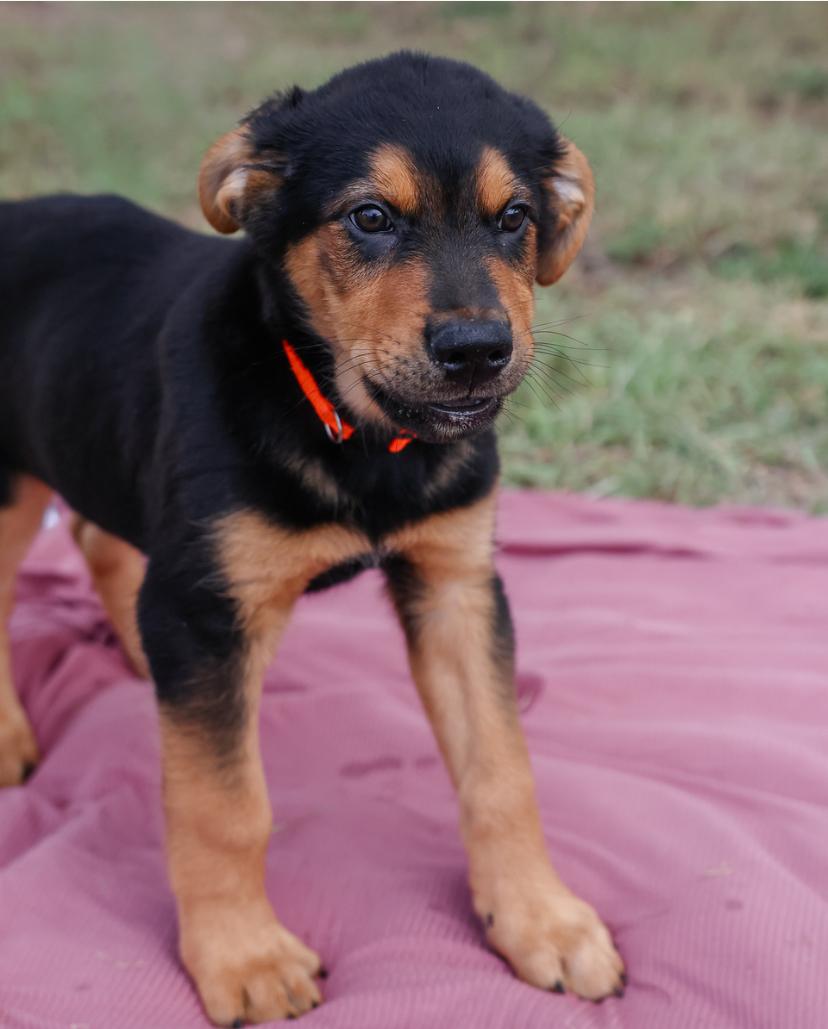 Enlarge Harry, a Adoptable mixed breed in Pflugerville, TX image 3/6