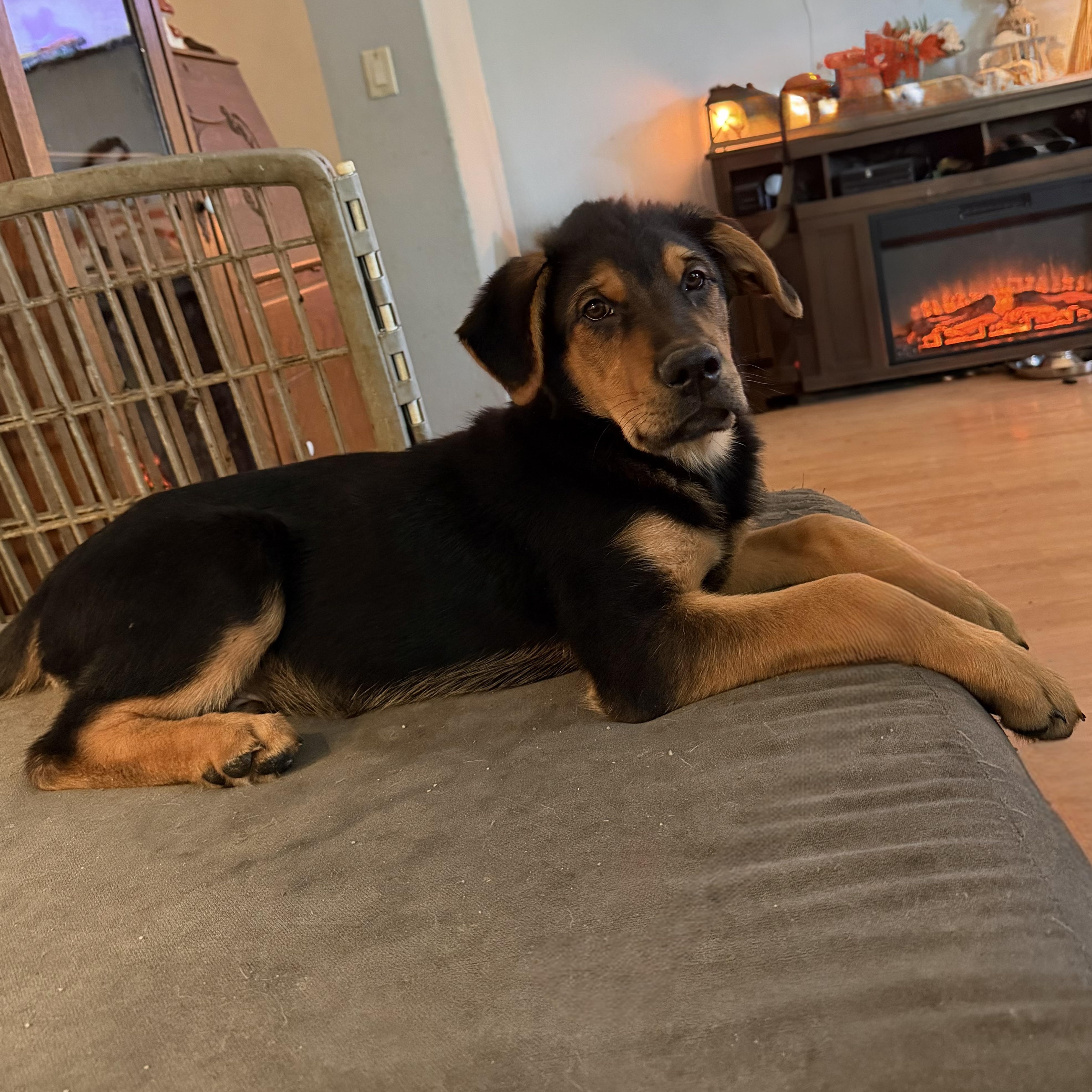Enlarge Harry, a Adoptable mixed breed in Pflugerville, TX image 5/6