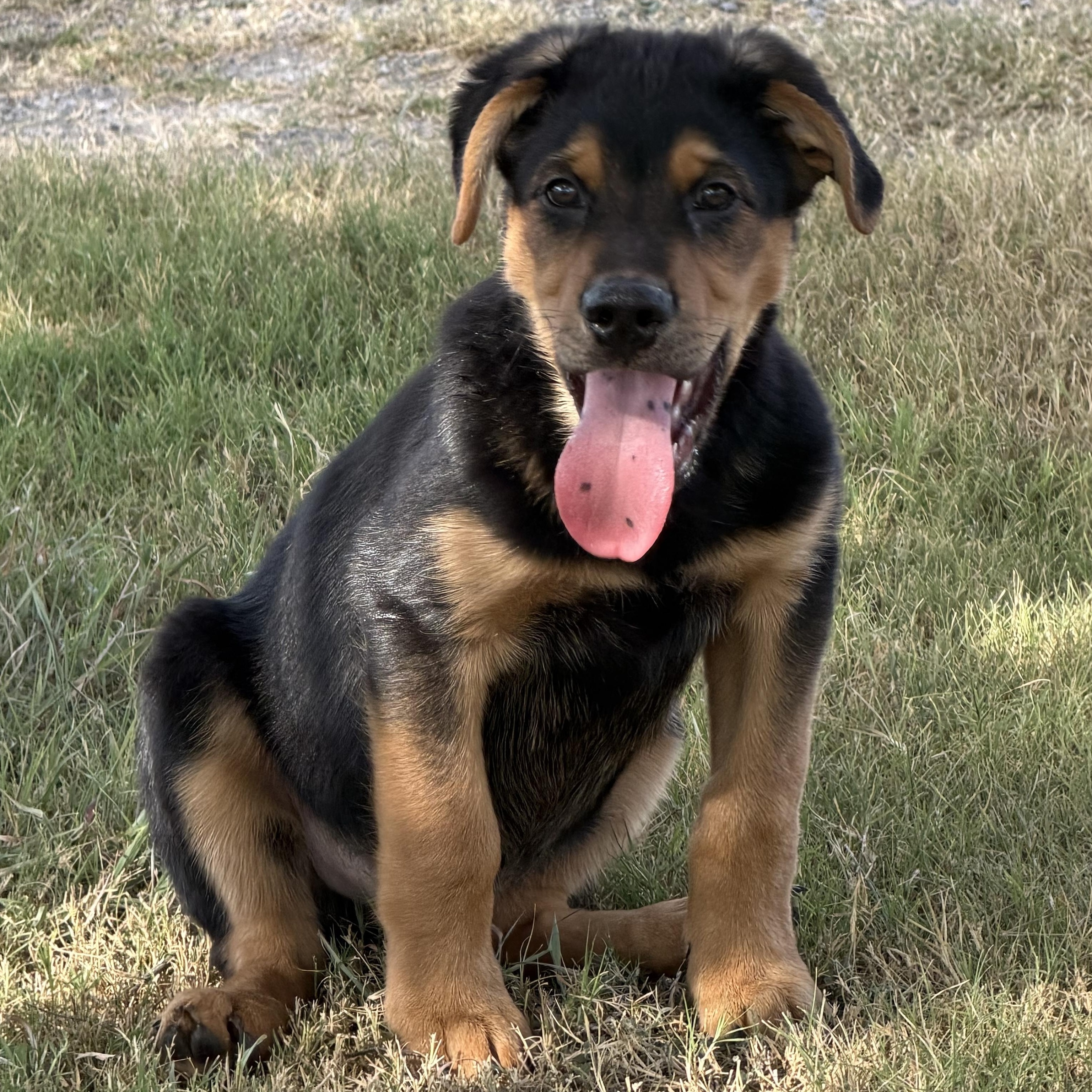 Harry, Adoptable, Puppy Male German Shepherd Dog & Rottweiler.