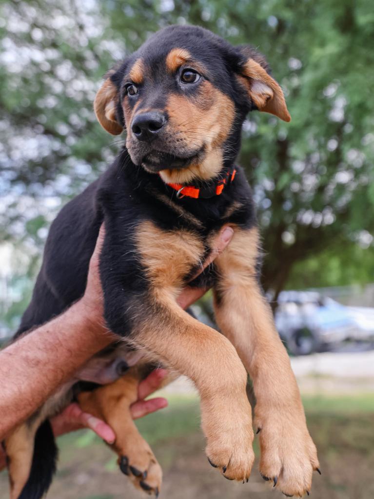 Enlarge Harry, a Adoptable mixed breed in Pflugerville, TX image 2/6