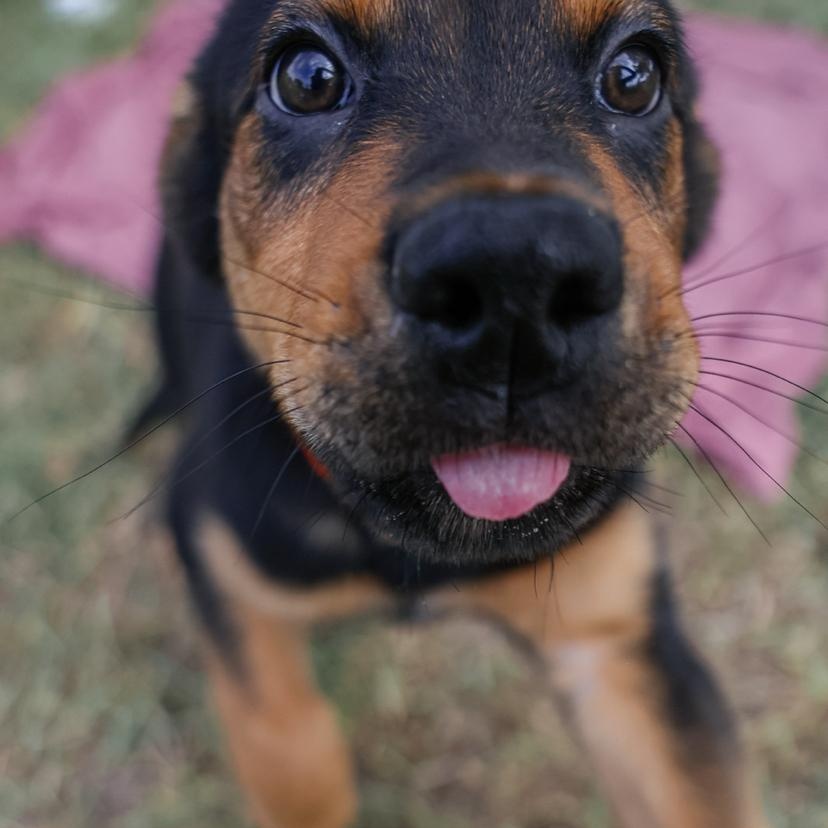 Enlarge Harry, a Adoptable mixed breed in Pflugerville, TX image 4/6
