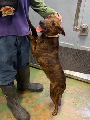 Enlarge Princess 26, a Adoptable mixed breed in Brookhaven, MS image 1/5