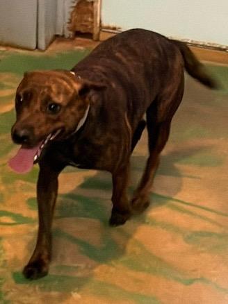 Enlarge Princess 26, a Adoptable mixed breed in Brookhaven, MS image 2/5