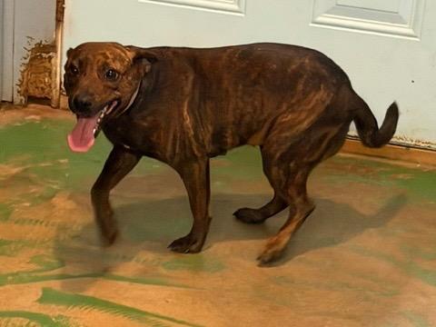 Enlarge Princess 26, a Adoptable mixed breed in Brookhaven, MS image 3/5