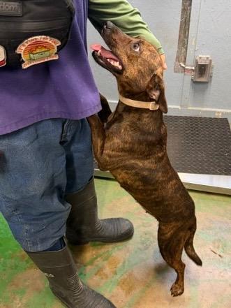 Enlarge Princess 26, a Adoptable mixed breed in Brookhaven, MS image 4/5