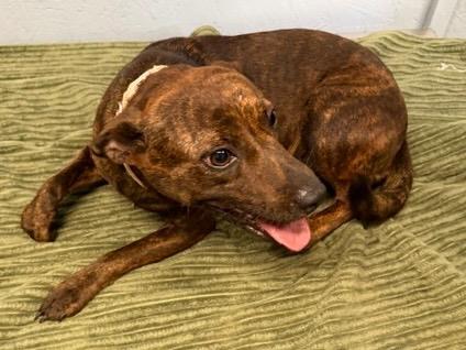 Enlarge Princess 26, a Adoptable mixed breed in Brookhaven, MS image 5/5
