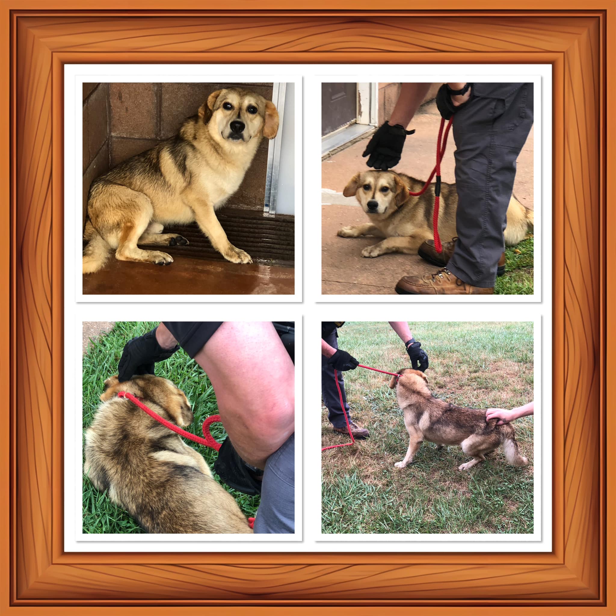 Dog for adoption FORTUNE, a Labrador Retriever & Beagle Mix in Buckhannon, WV Petfinder