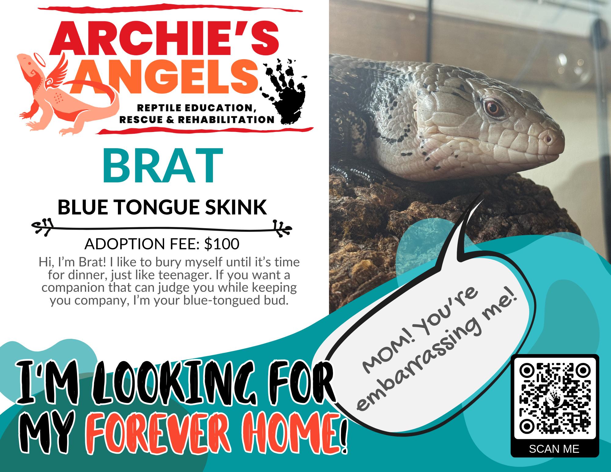Brat - Blue Tongue Skink, ADOPTABLE, Adult Unknown Lizard.