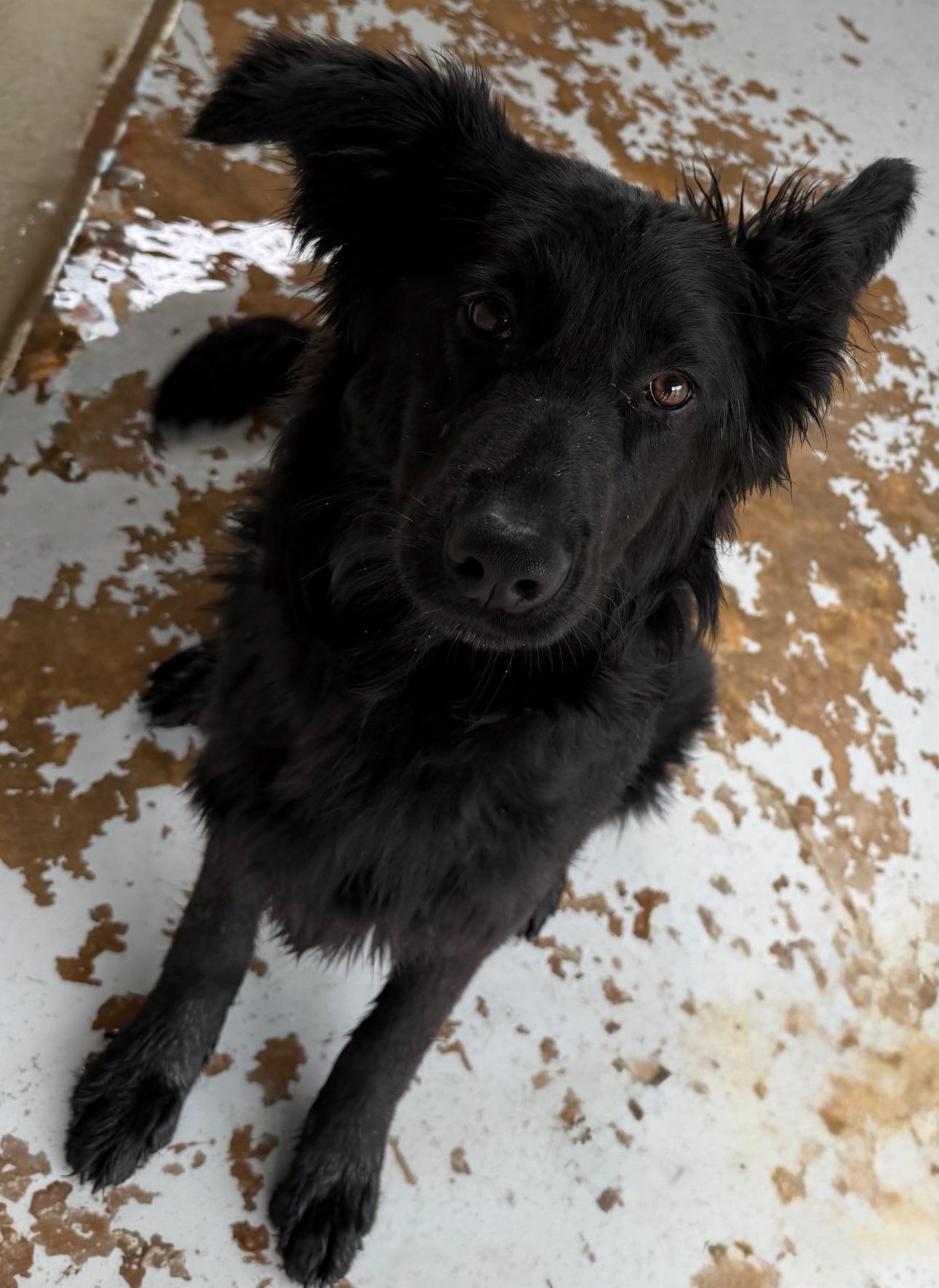 Enlarge Zadie, a Adopted mixed breed in Vicksburg, MS image 1/1