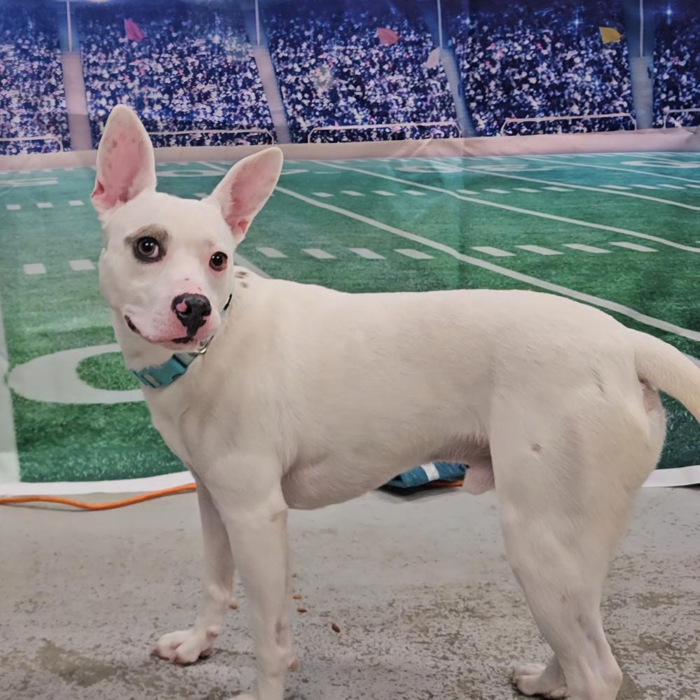 Enlarge Kepler, a Adoptable mixed breed in Muskegon, MI image 1/4